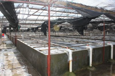 水產(chǎn)養(yǎng)殖